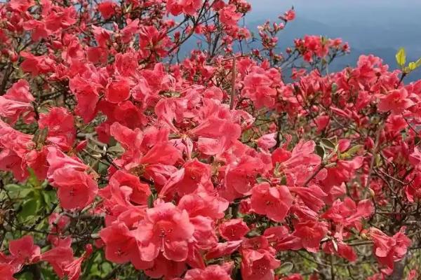 宿根花卉有哪些特点，其非常耐寒