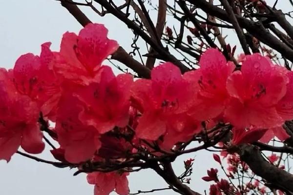 宿根花卉有哪些特点，其非常耐寒