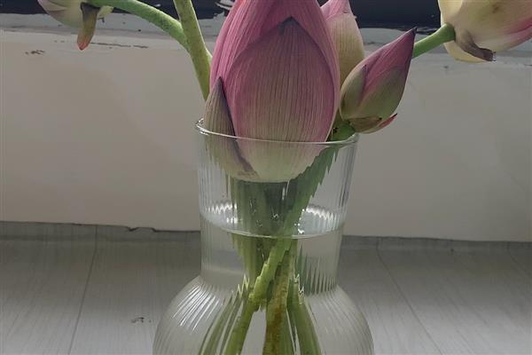 如何养殖摘下来的荷花，底部斜剪能吸收更多水分