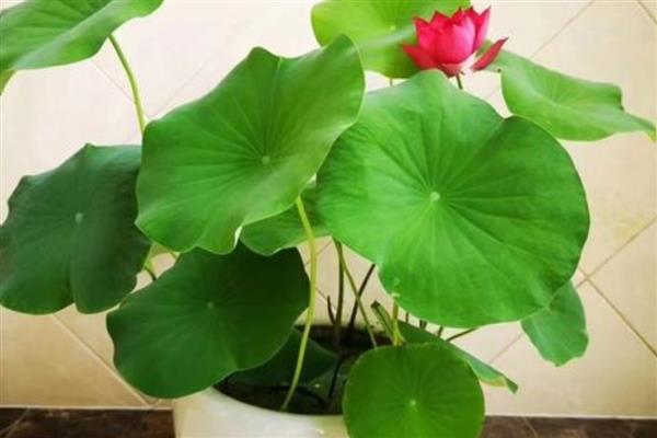 如何养殖摘下来的荷花，底部斜剪能吸收更多水分