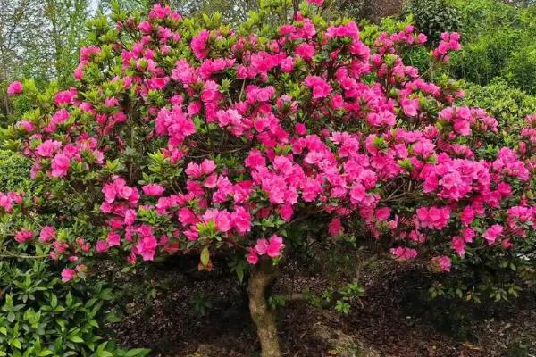 宿根花卉有哪些特点，其非常耐寒