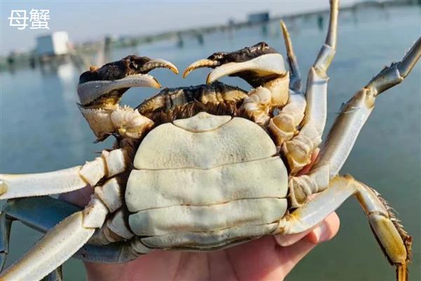 公蟹的食物，包括藻类、浮萍、小鱼虾等种类