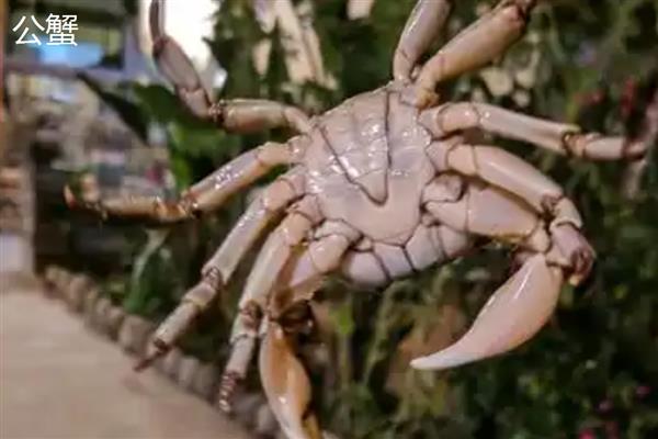 公蟹的食物，包括藻类、浮萍、小鱼虾等种类