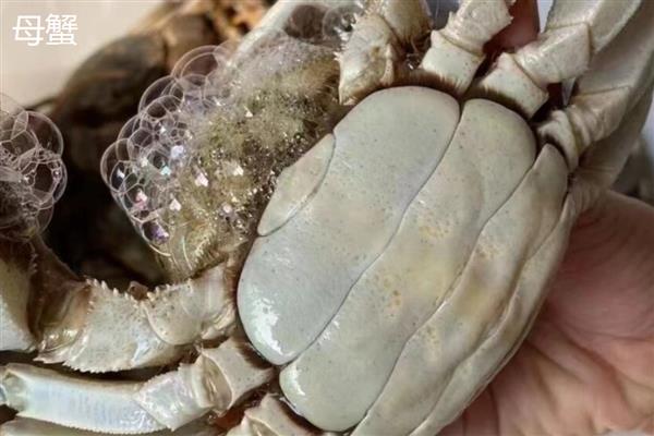 公蟹的食物，包括藻类、浮萍、小鱼虾等种类