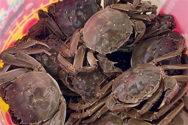 公蟹的食物，包括藻类、浮萍、小鱼虾等种类