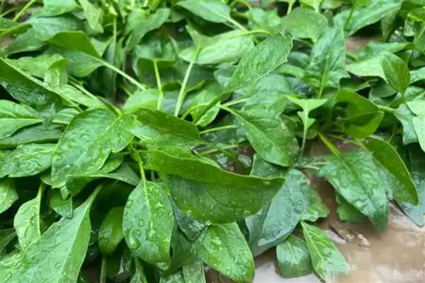 怎么防治菠菜烟粉虱，喷施锐劲特悬浮剂等药物具有较好的防效