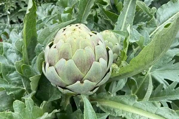 有哪些纤维蔬菜，常见的有洋蓟、土豆等