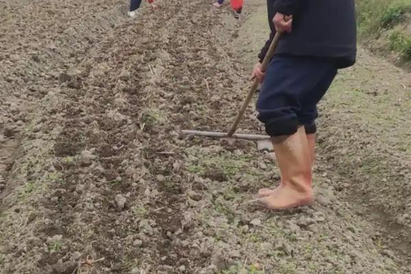种花生的方法，适当深播可确保产量