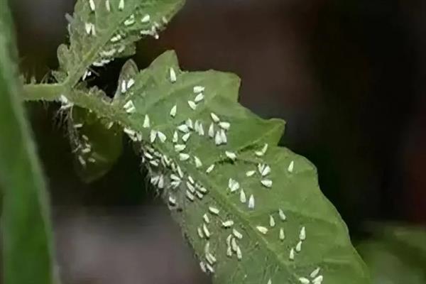 白粉虱的防治方法，可农业防治也可物理防治