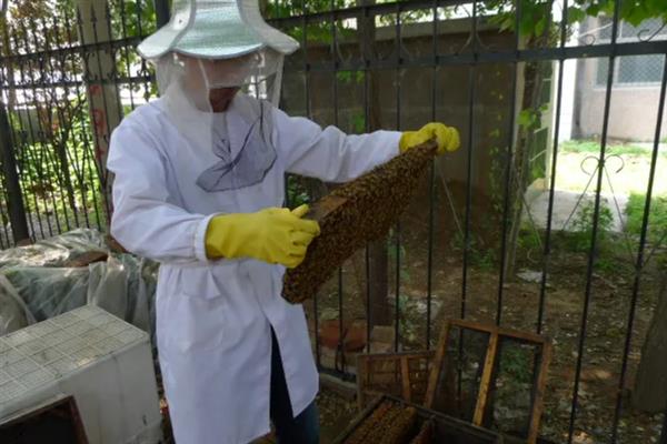 蜜蜂冬季如何管理，越冬期之前要及时调整群势