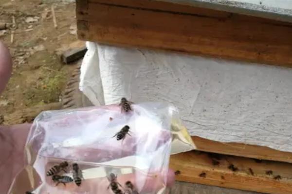 蜜蜂冬季如何管理，越冬期之前要及时调整群势