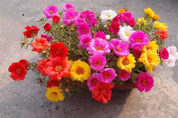 太阳花冬天在室内能开花吗，冬天在室内可以开花