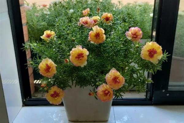 太阳花冬天在室内能开花吗，冬天在室内可以开花