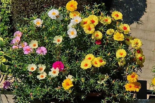太阳花冬天在室内能开花吗，冬天在室内可以开花