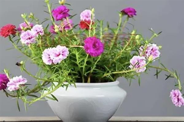 太阳花冬天在室内能开花吗，冬天在室内可以开花