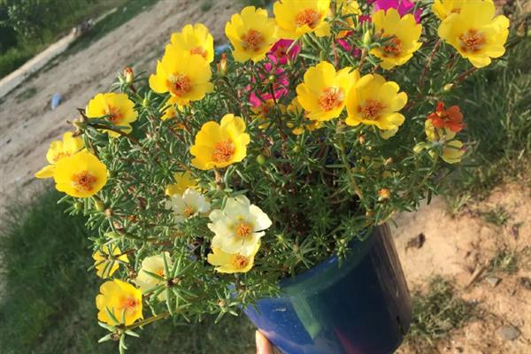 太阳花冬天在室内能开花吗，冬天在室内可以开花