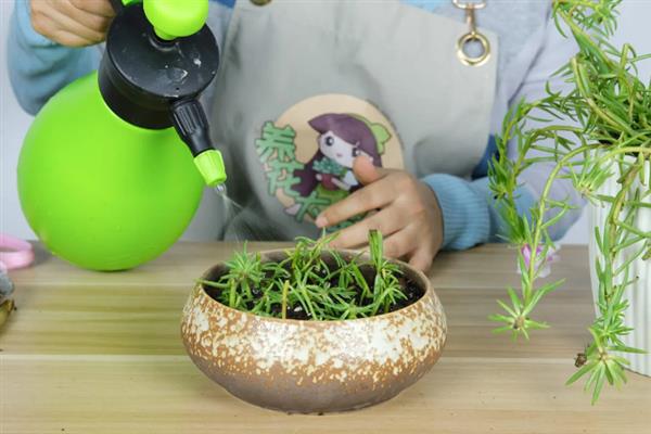 太阳花冬天在室内能开花吗，冬天在室内可以开花