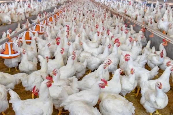肉鸡育成期怎么管理，后期增加饲料中的能量比例可起到增肥效果