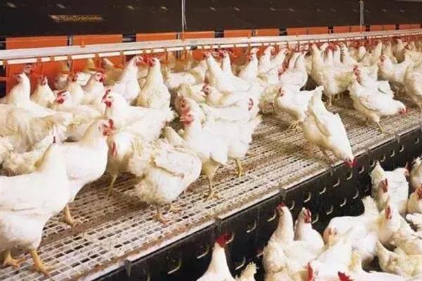 肉鸡育成期怎么管理，后期增加饲料中的能量比例可起到增肥效果