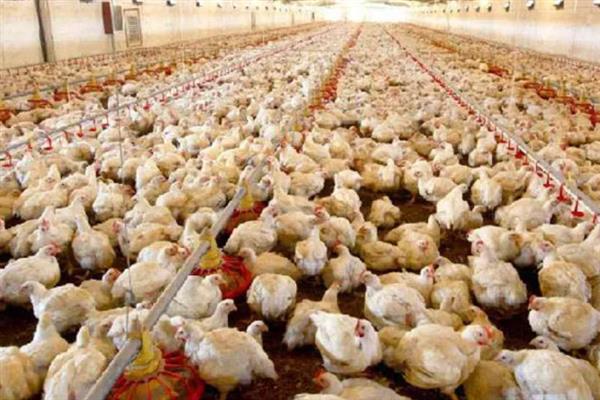 肉鸡育成期怎么管理，后期增加饲料中的能量比例可起到增肥效果