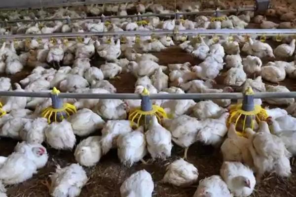 肉鸡育成期怎么管理，后期增加饲料中的能量比例可起到增肥效果
