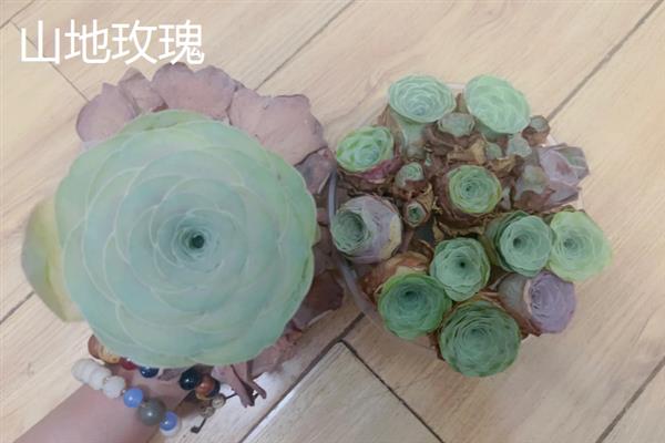 容易度夏的多肉有哪些，常见黑法师、蓝石莲等品种