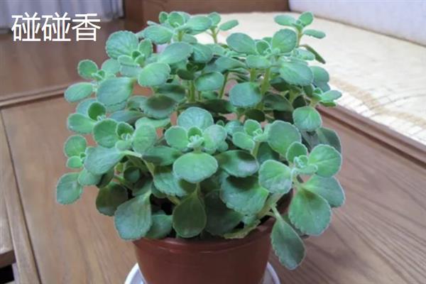 容易度夏的多肉有哪些，常见黑法师、蓝石莲等品种