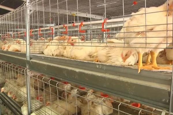 肉鸡育成期怎么管理，后期增加饲料中的能量比例可起到增肥效果