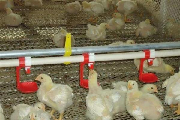 肉鸡育成期怎么管理，后期增加饲料中的能量比例可起到增肥效果
