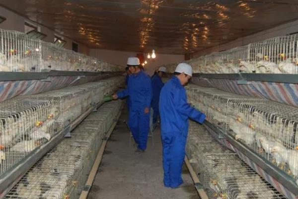 肉鸡育成期怎么管理，后期增加饲料中的能量比例可起到增肥效果