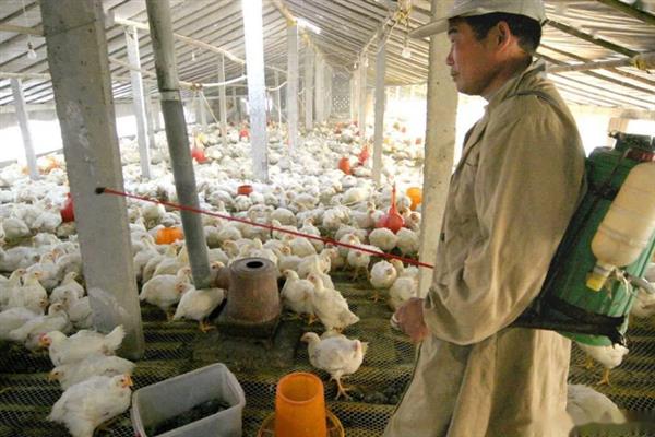 肉鸡育成期怎么管理，后期增加饲料中的能量比例可起到增肥效果