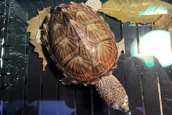 剃刀龟的寿命，人工养殖一般能存活15-25年左右