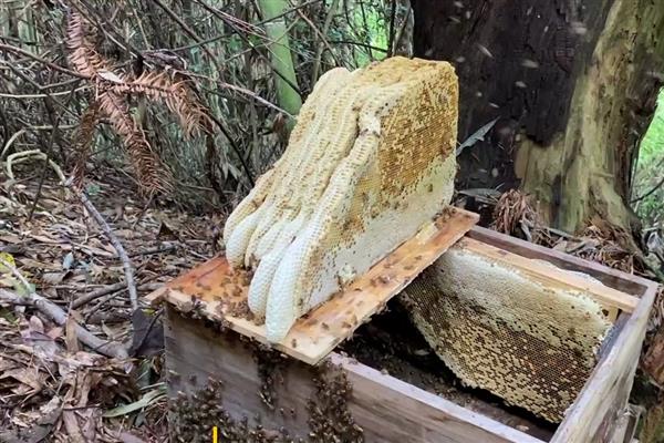 几月可以快速诱蜂，3-4月份最简单