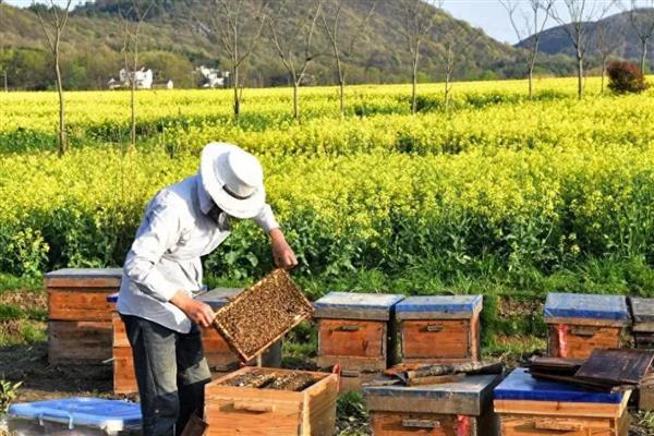 几月可以快速诱蜂，3-4月份最简单