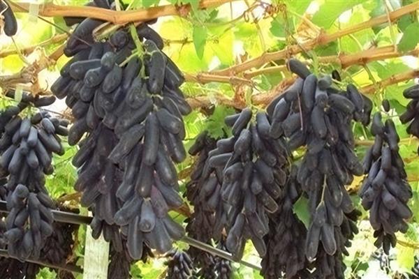蓝宝石葡萄有哪些种植要点，开花时一定要控制水分