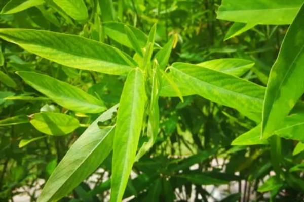 跳舞草会跳舞的原因，会根据声音产生反应