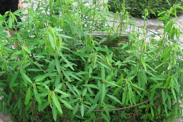 跳舞草会跳舞的原因，会根据声音产生反应