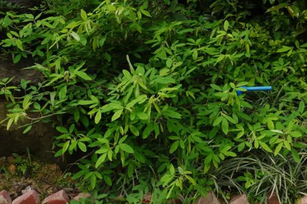 跳舞草会跳舞的原因，会根据声音产生反应