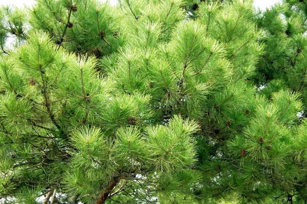 哪些植物可以安全过冬，常见松柏、杨树、杏树等品种