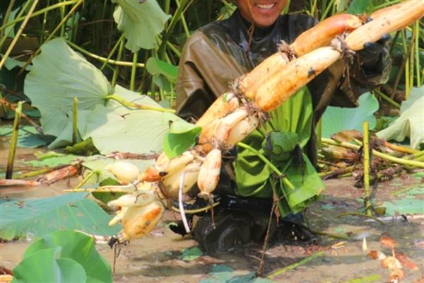 哪些植物可以安全过冬，常见松柏、杨树、杏树等品种