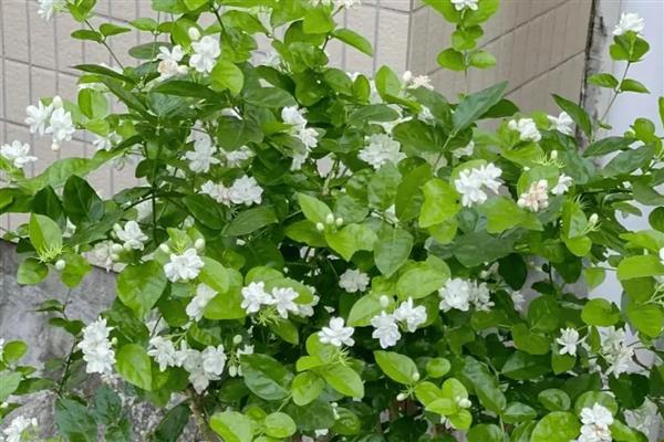 哪些植物可以安全过冬，常见松柏、杨树、杏树等品种