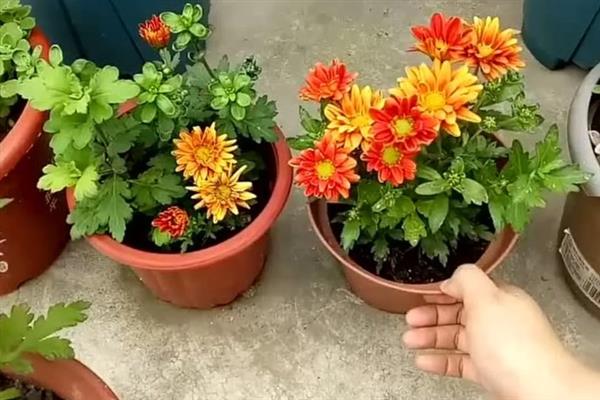 菊花怎么栽培管理，插条后一次性浇透水