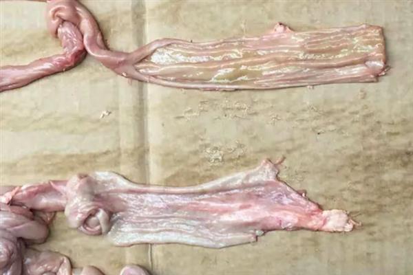 猪苦肠里面有没有屎，是没有屎的