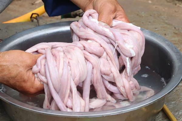 猪苦肠里面有没有屎，是没有屎的