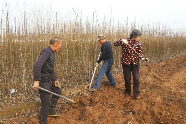 新栽果树树坑里如何施底肥，底肥以有机肥为主