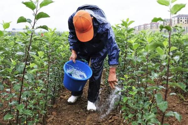 新栽果树树坑里如何施底肥，底肥以有机肥为主