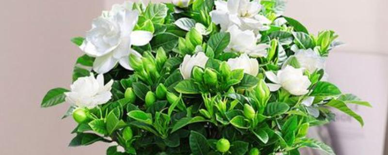 怎么养栀子花，夏季需一天或两天浇水一次
