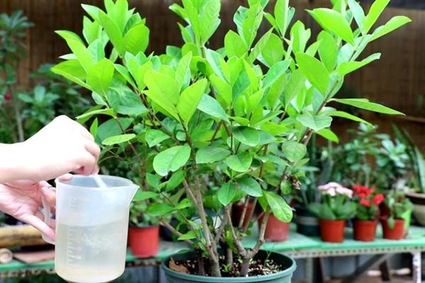 怎么养栀子花，夏季需一天或两天浇水一次