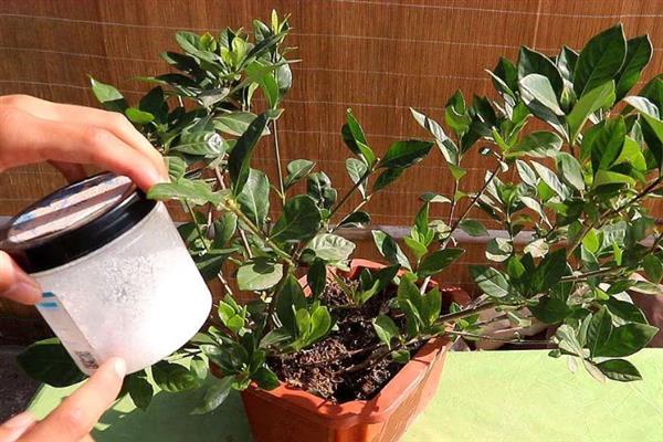 怎么养栀子花，夏季需一天或两天浇水一次