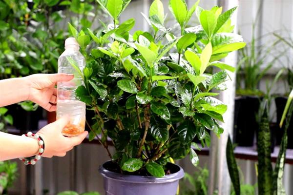 怎么养栀子花，夏季需一天或两天浇水一次